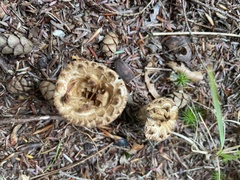 Turbinellus floccosus