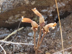 Aphyllon fasciculatum