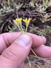 Eriogonum congdonii