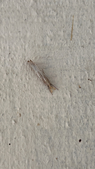 Agriphila vulgivagellus