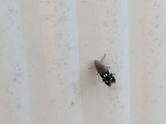 Anacampsis levipedella