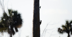 Colaptes fernandinae