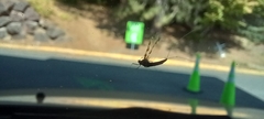 Callibaetis