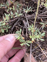 Eriogonum congdonii