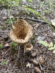 Turbinellus floccosus