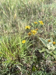 Hymenothrix dissecta