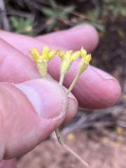 Eriogonum congdonii