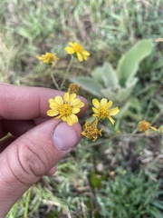 Hymenothrix dissecta