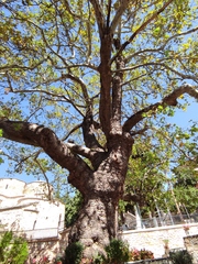 Platanus orientalis
