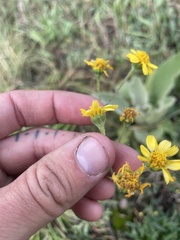 Hymenothrix dissecta