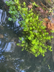 Micranthemum umbrosum