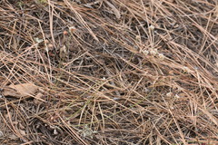 Eriogonum nudum nudum