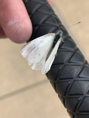 Pieris rapae