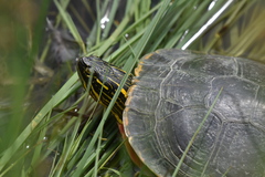 Chrysemys picta bellii