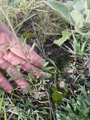 Hymenothrix dissecta