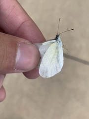 Pieris rapae