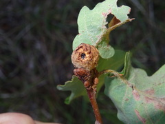 Andricus caliciformis