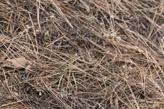 Eriogonum nudum nudum