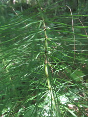 Equisetum
