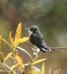 Selasphorus platycercus