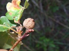 Andricus caliciformis