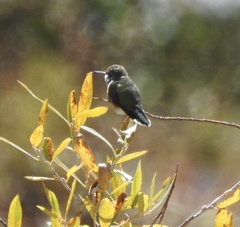 Selasphorus platycercus