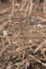 Eriogonum nudum nudum