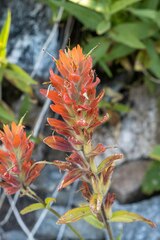 Castilleja miniata miniata