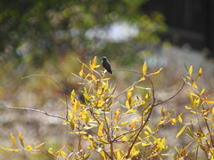 Selasphorus platycercus