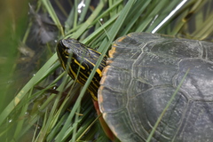 Chrysemys picta bellii
