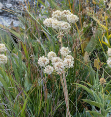 Eriogonum heracleoides