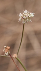 Eriogonum nudum nudum