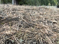 Eriogonum nudum nudum