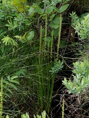 Triglochin maritima