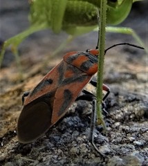 Graptostethus swynnertoni