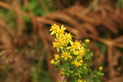 Solidago virgaurea