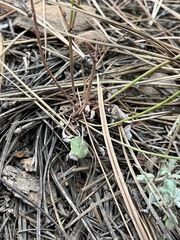 Eriogonum nudum nudum