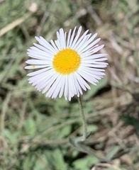 Erigeron tracyi