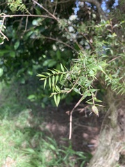 Melaleuca styphelioides