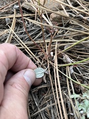 Eriogonum nudum nudum