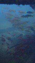 Mulloidichthys martinicus