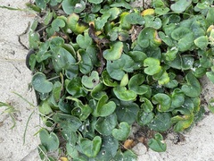 Calystegia soldanella