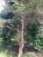 Melaleuca styphelioides