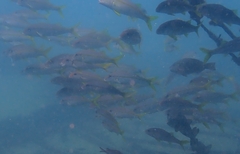 Mulloidichthys martinicus