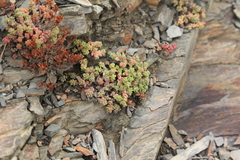 Sedum anglicum