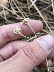 Eriogonum nudum nudum
