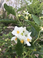 Solanum bonariense