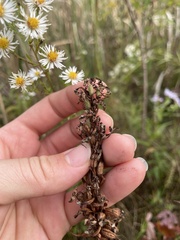 Platanthera psycodes