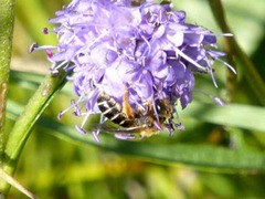 Halictus rubicundus