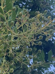 Lagerstroemia subcostata